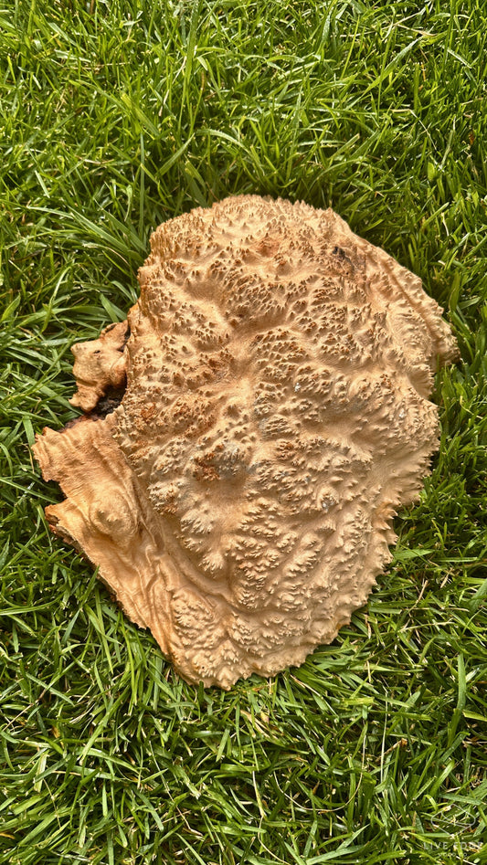 Red Mallee Burl Cap #3709
