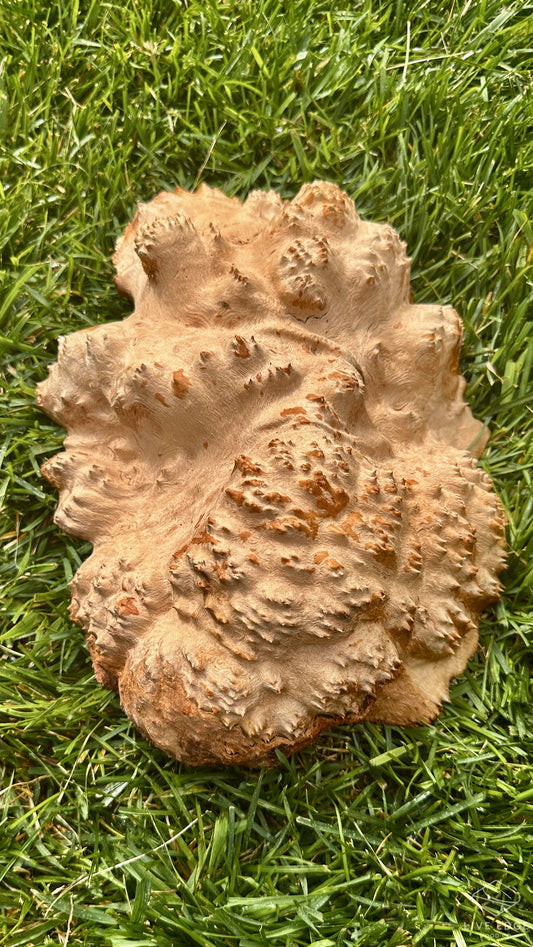 Red Mallee Burl Cap #3710
