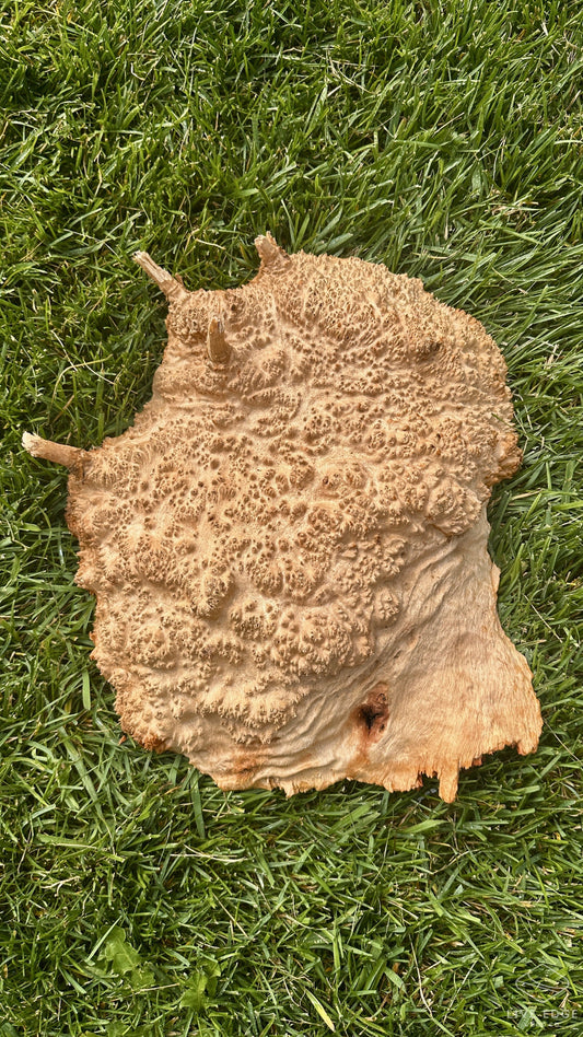 Red Mallee Burl Cap #3711