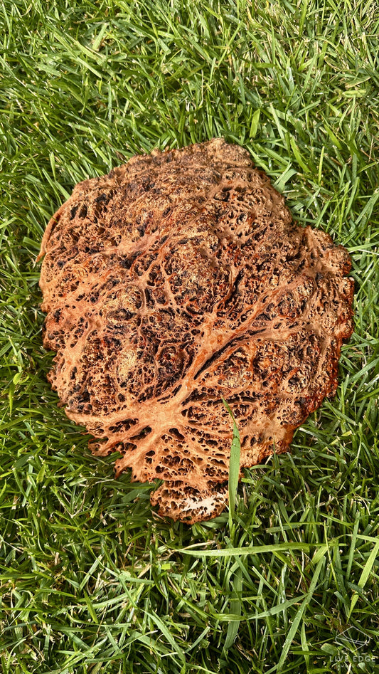 Red Mallee Burl Cap #3712