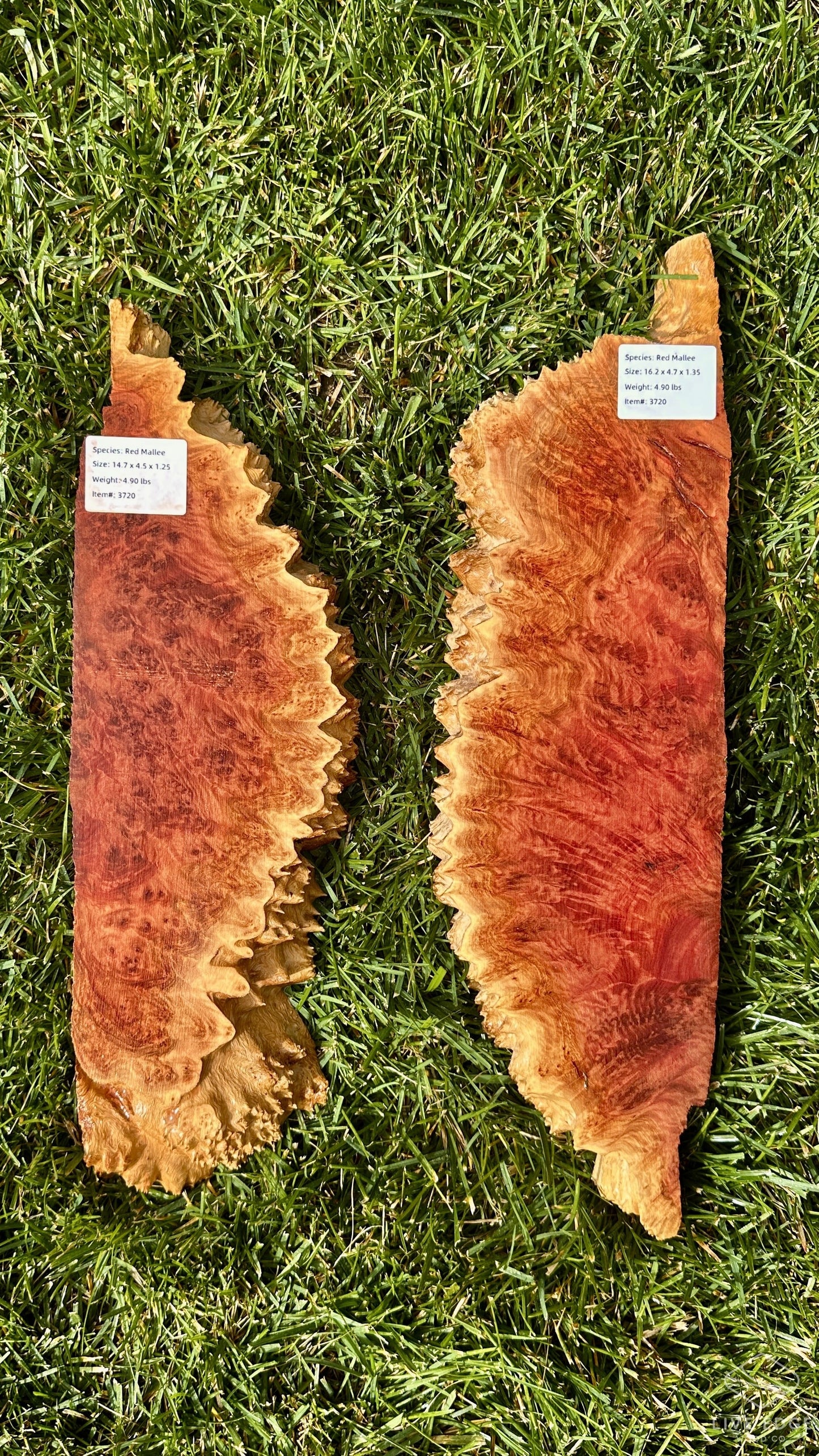 Red Mallee Burl Set #3720