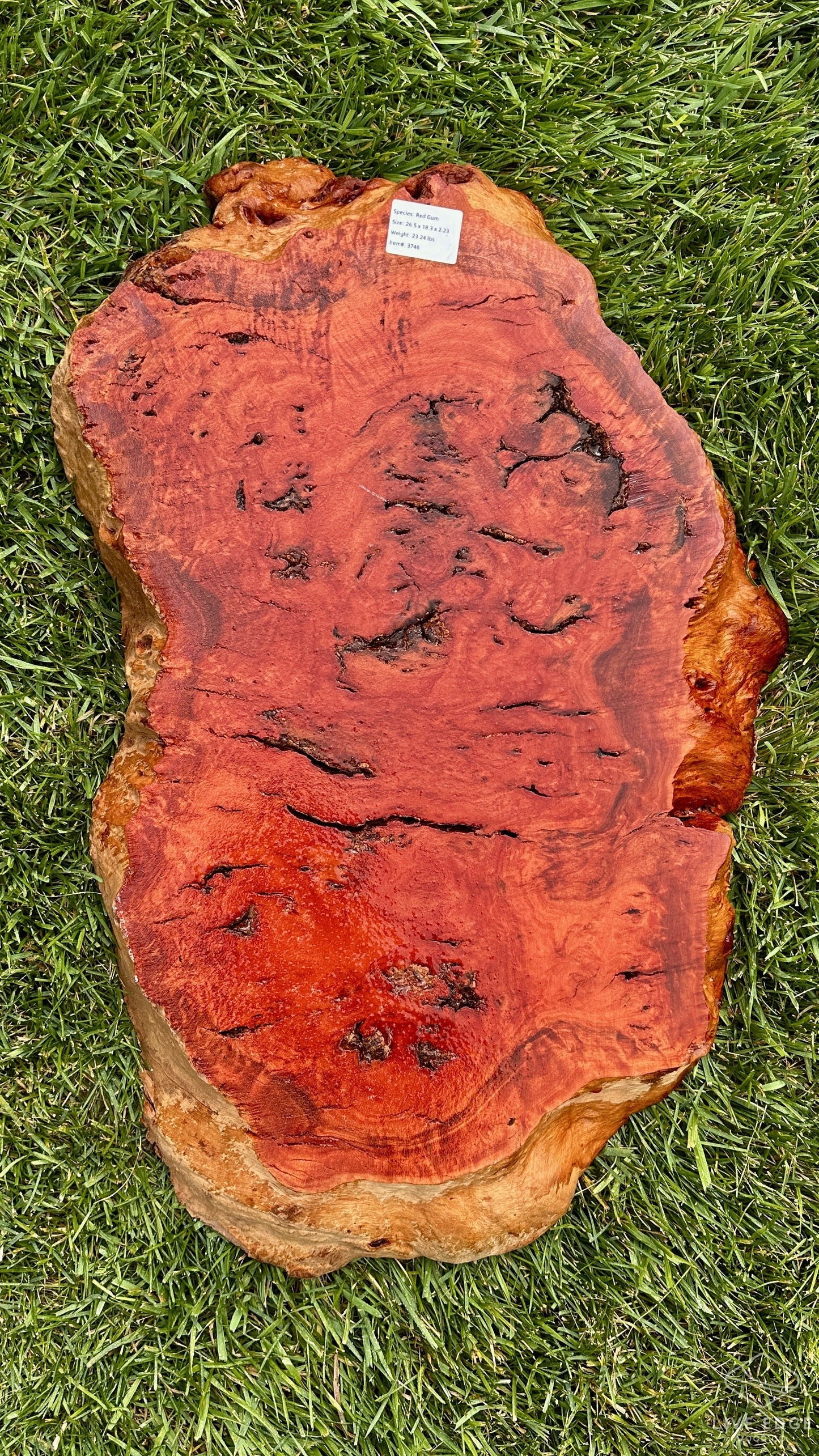Red Gum Burl Round #3746