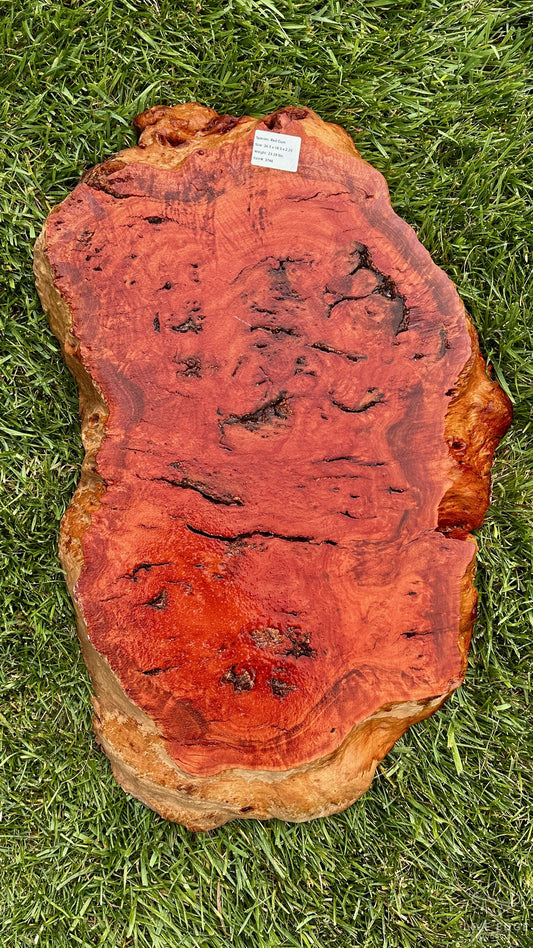 Red Gum Burl Round #3746