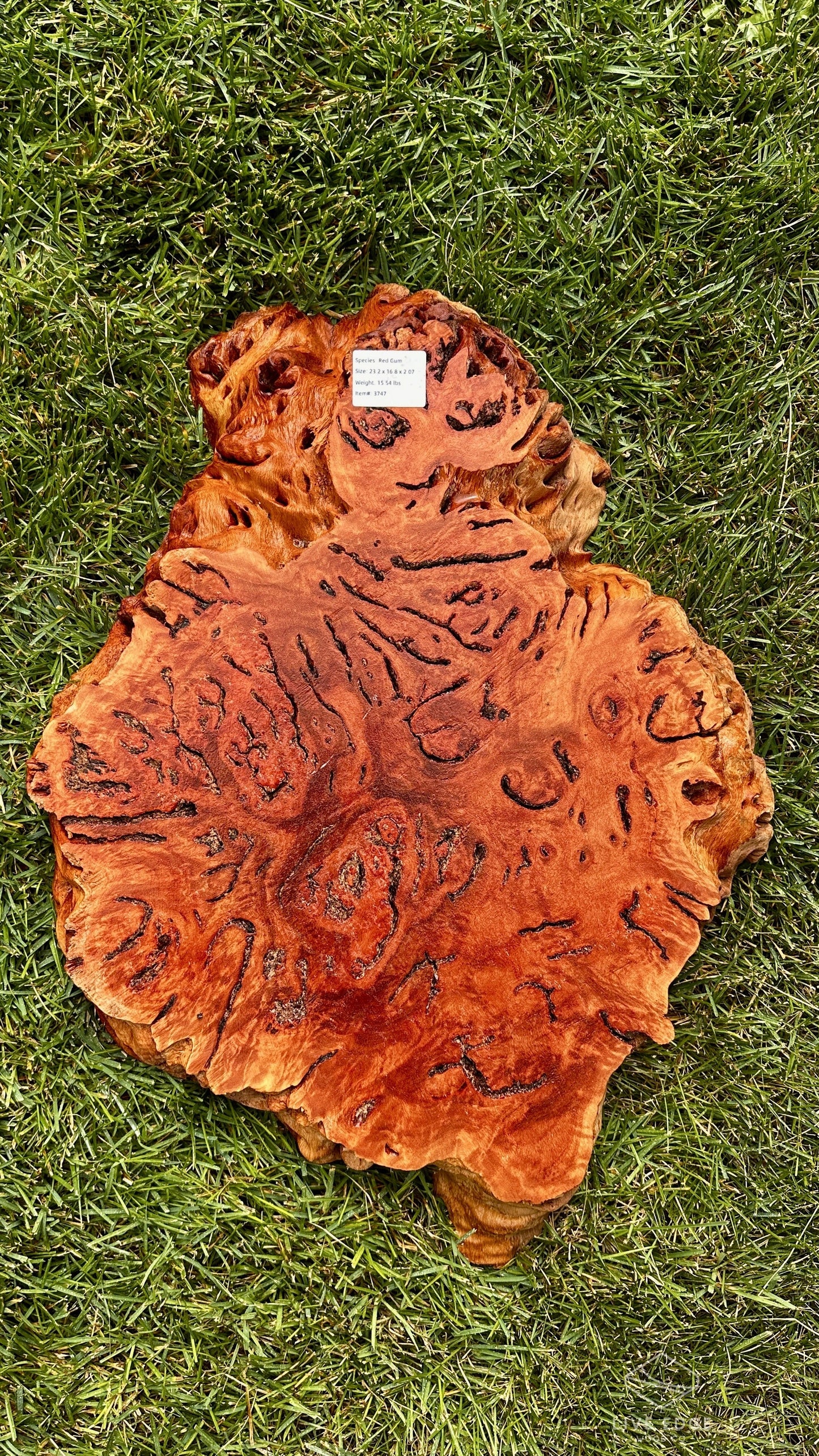 Red Gum Burl Round #3747