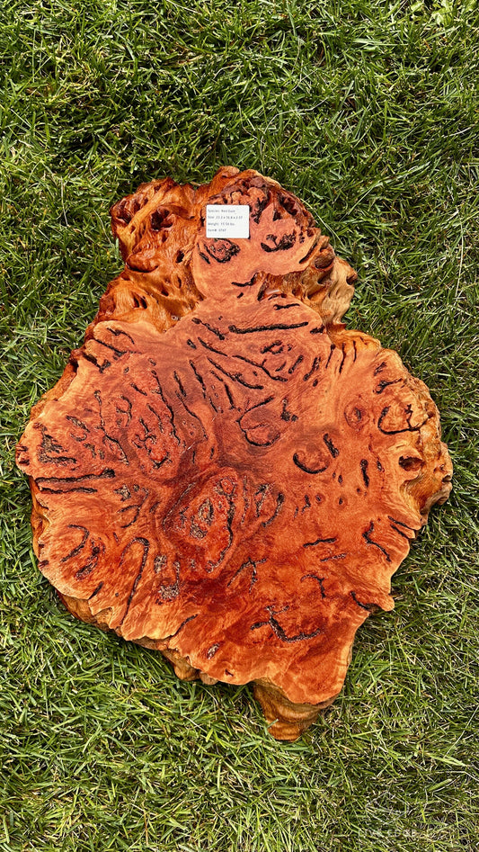 Red Gum Burl Round #3747
