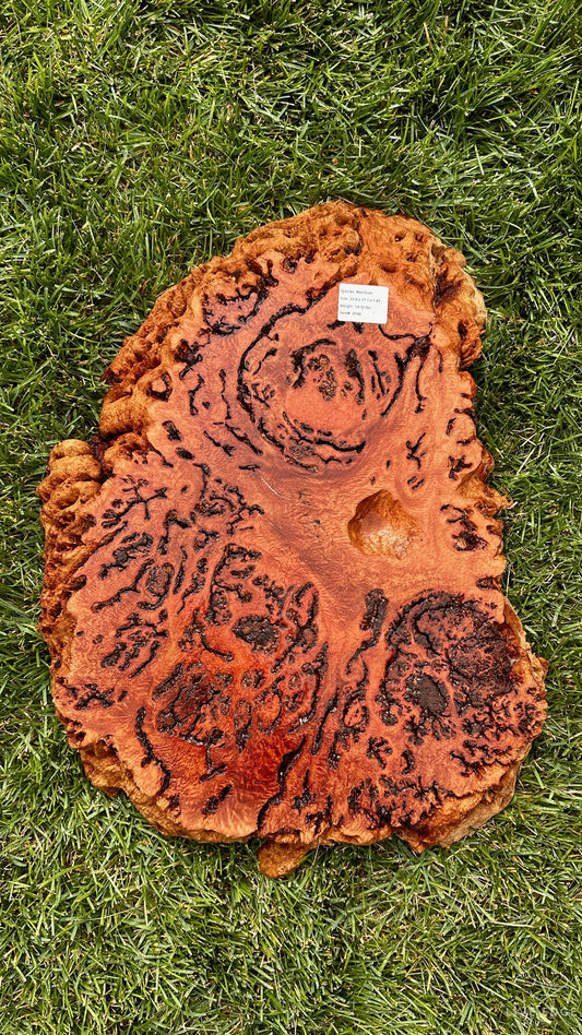 Red Gum Burl Round #3748
