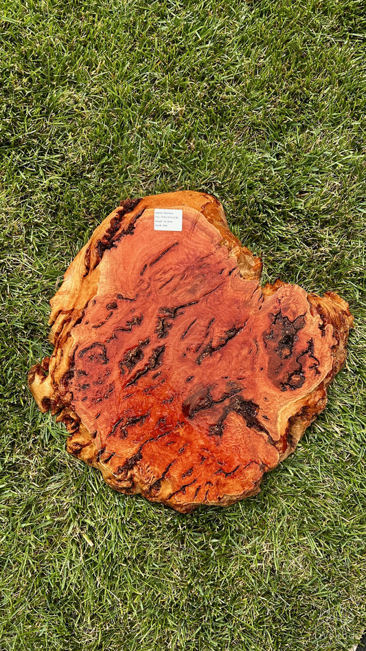 Red Gum Burl Round #3749