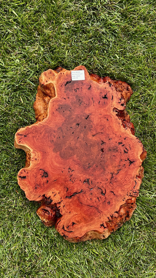 Red Gum Burl Round #3750