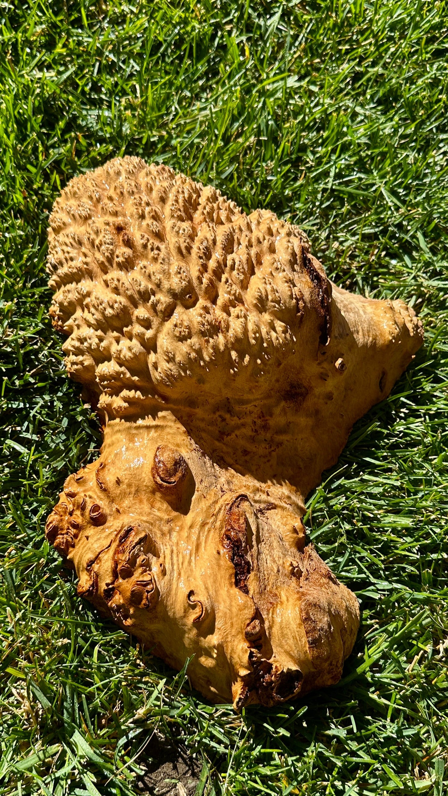 Brown Mallee Burl Cap #3751