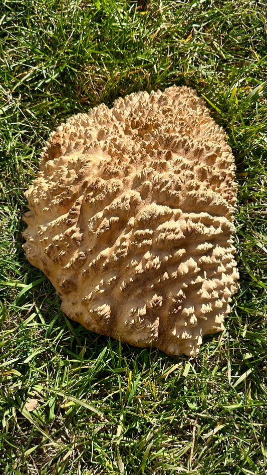 Brown Mallee Burl Cap #3752