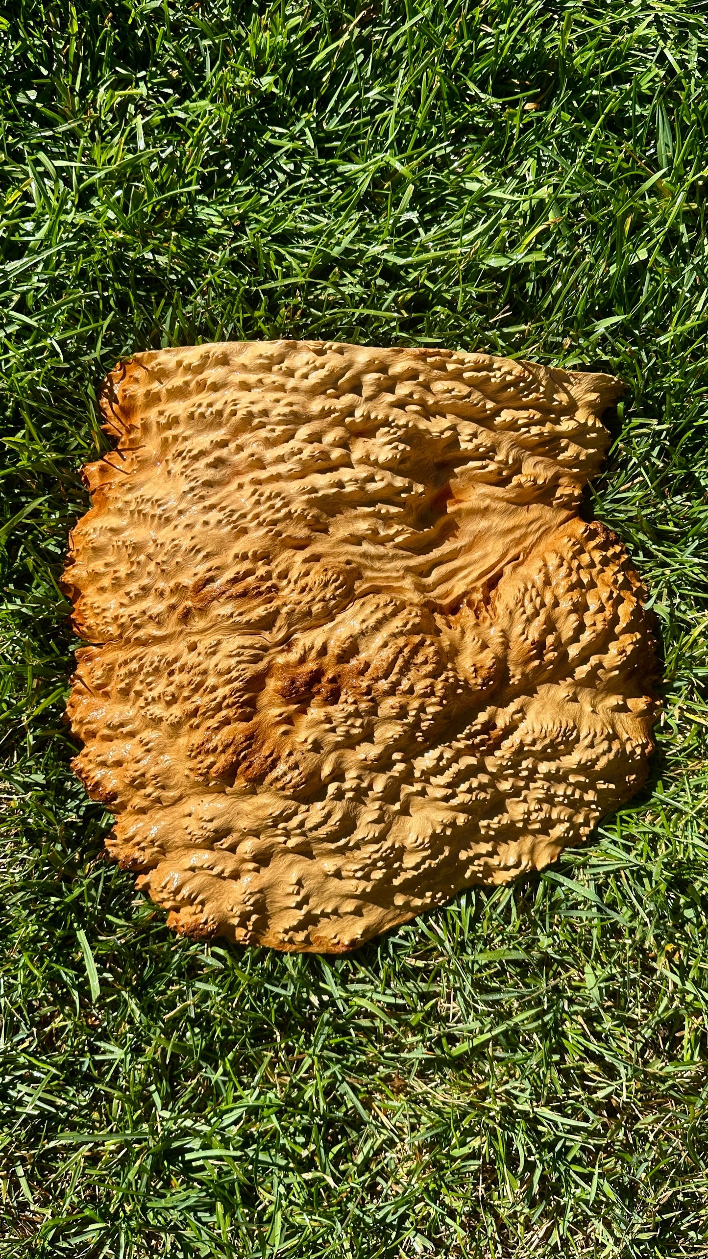 Brown Mallee Burl Cap #3753