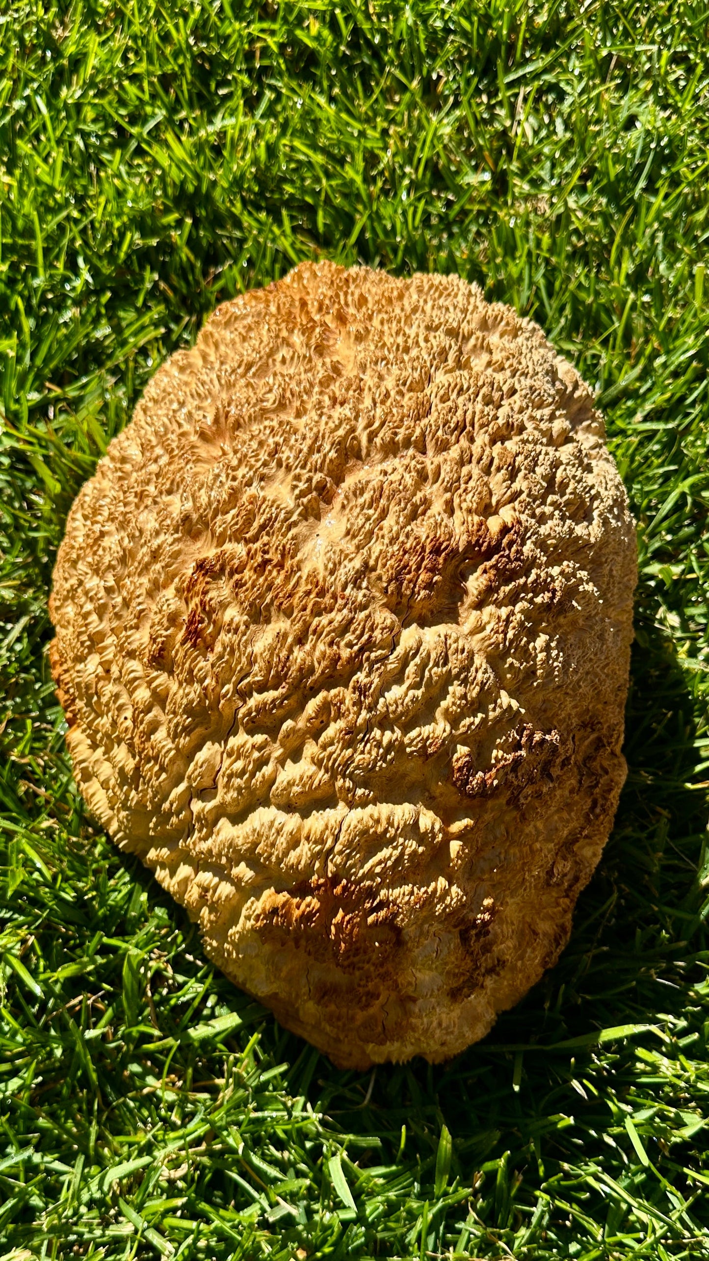 Brown Mallee Burl Cap #3754