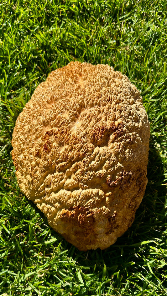 Brown Mallee Burl Cap #3754