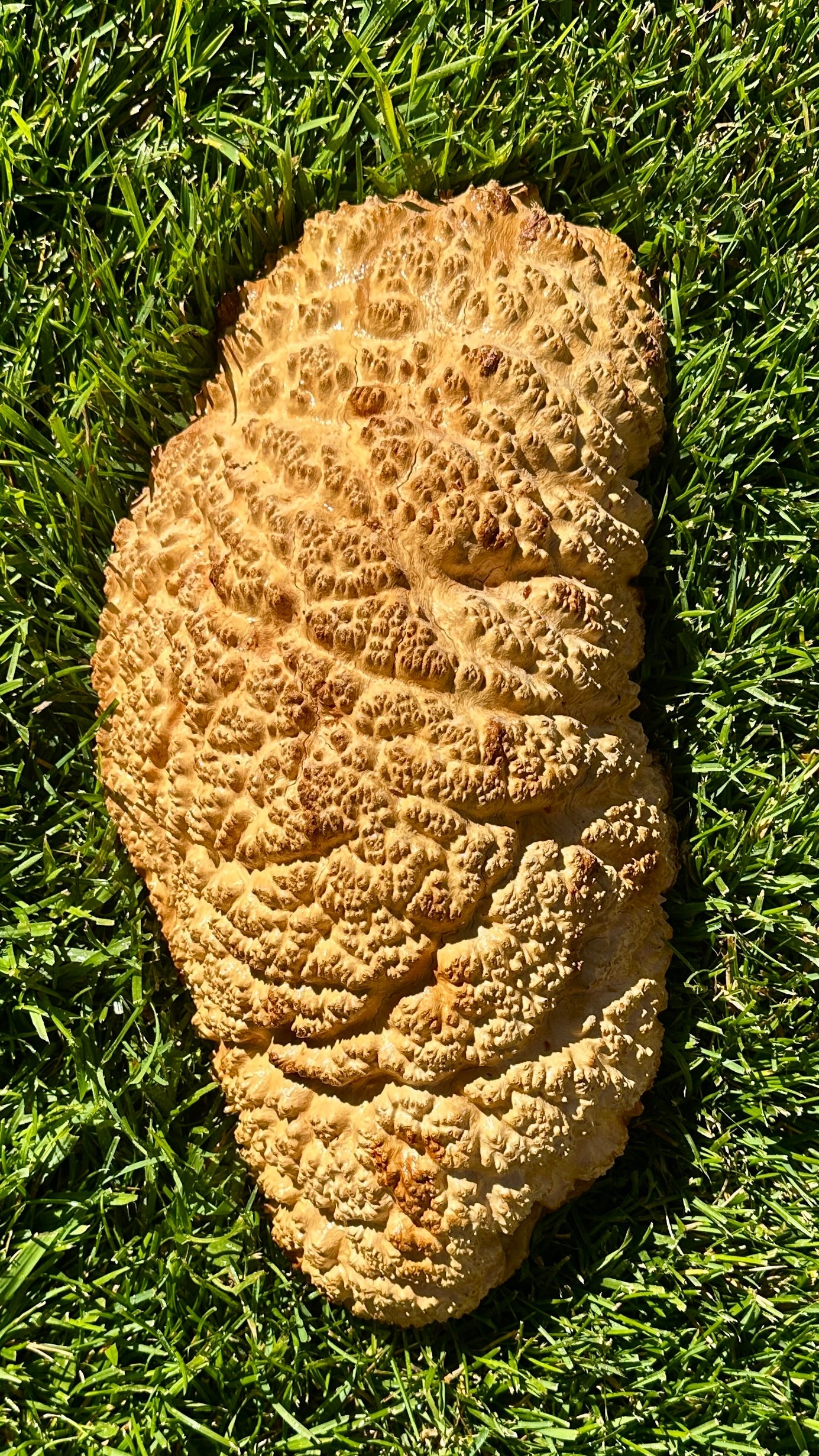 Brown Mallee Burl Cap #3755