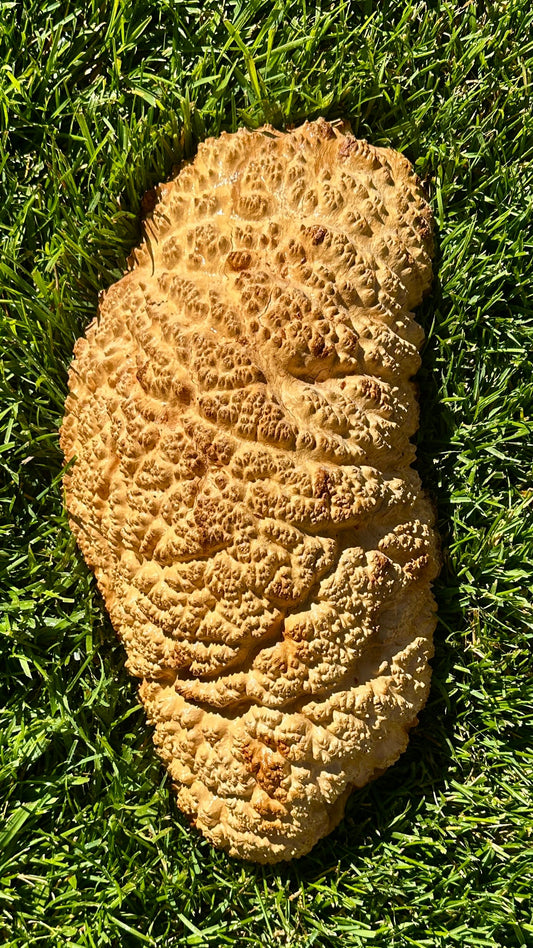 Brown Mallee Burl Cap #3755