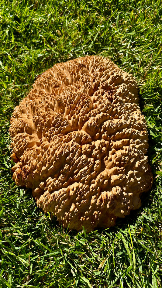 Brown Mallee Burl Cap #3756