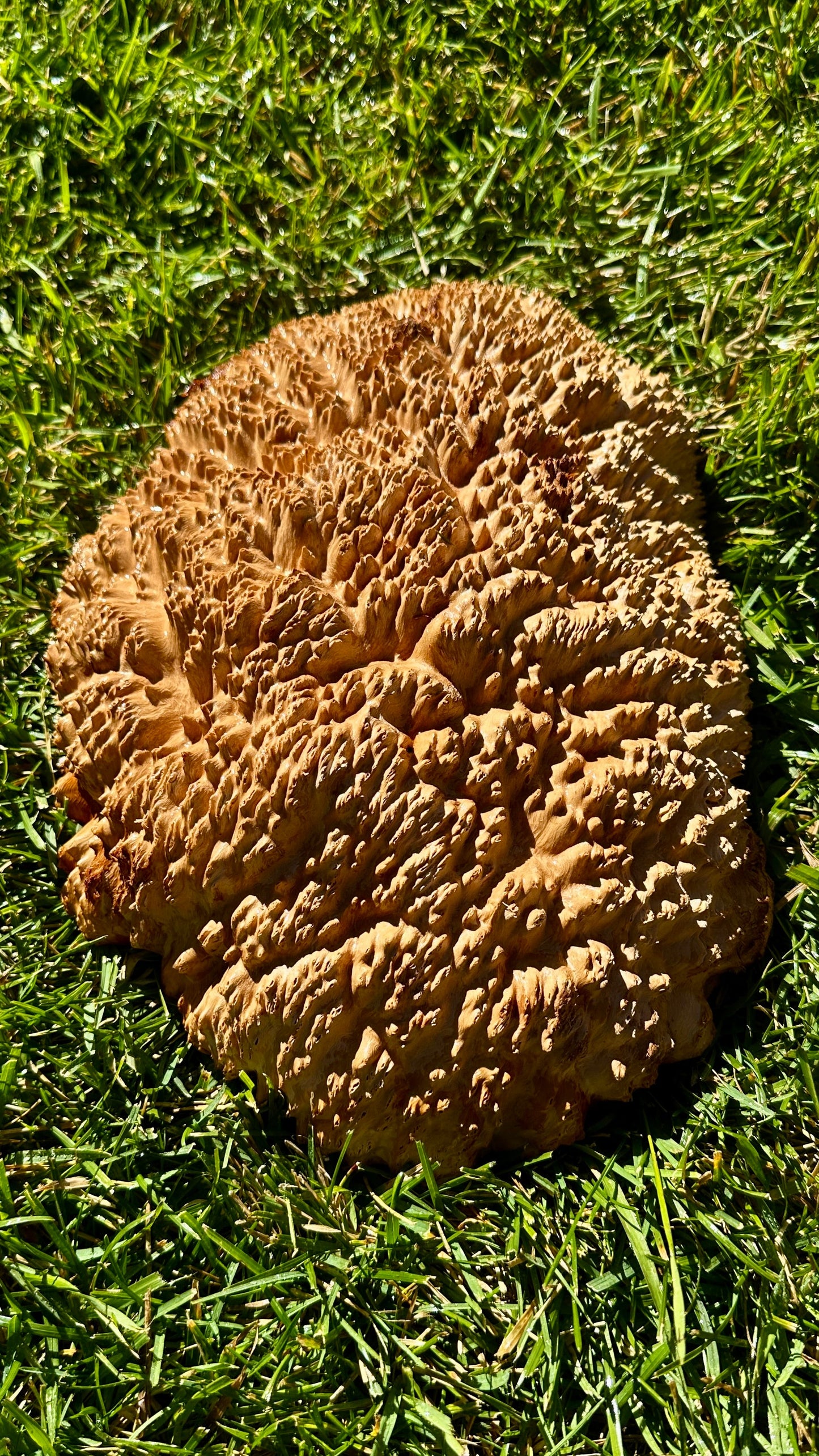 Brown Mallee Burl Cap #3756