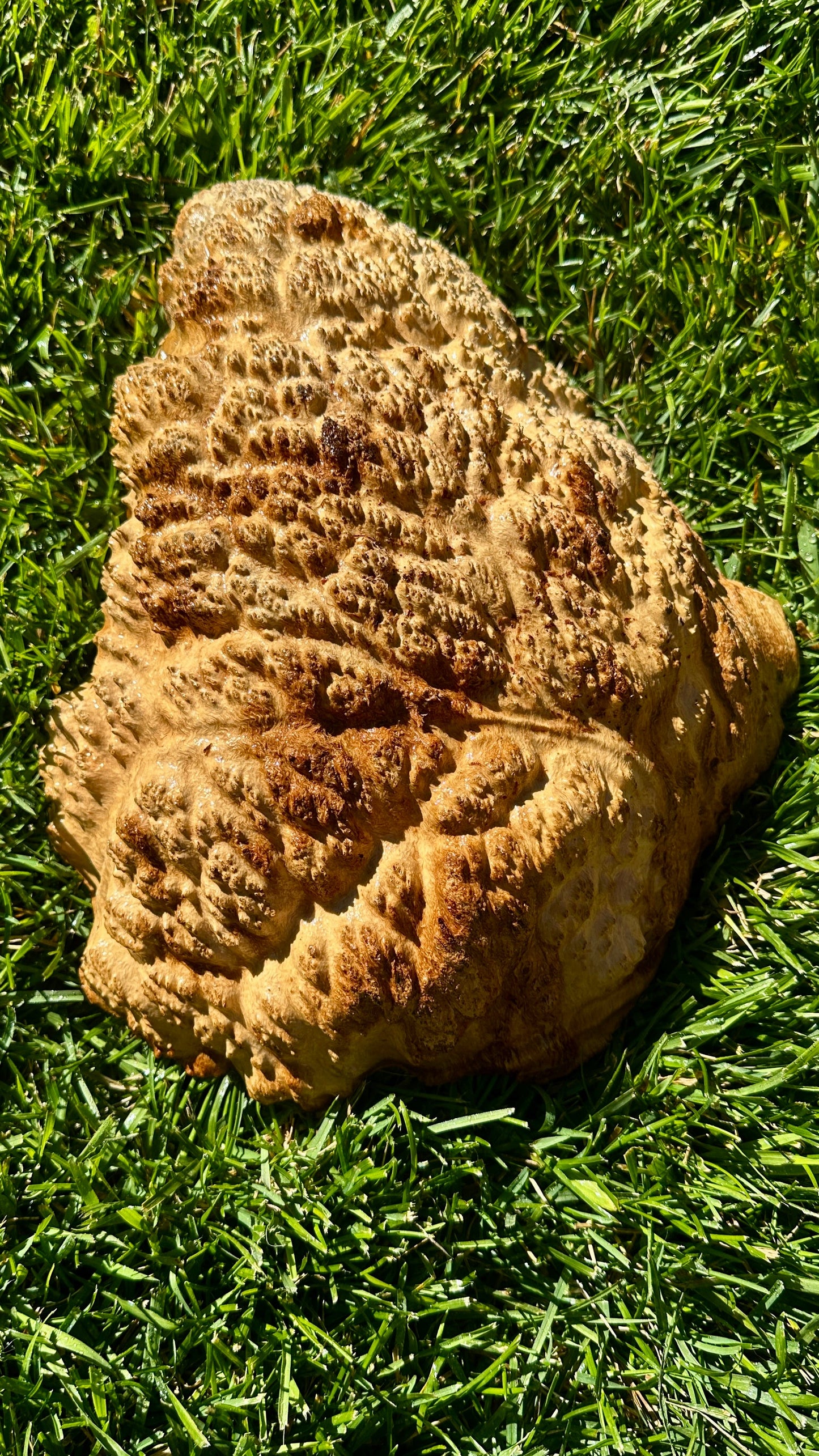 Brown Mallee Burl Cap #3757