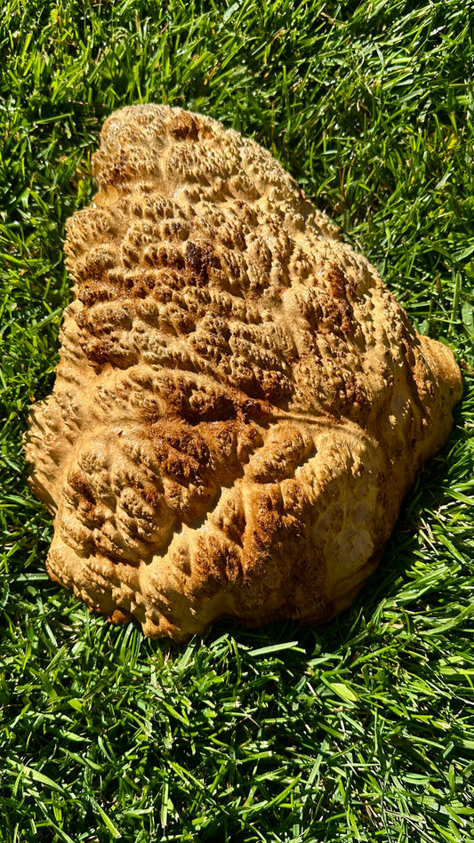 Brown Mallee Burl Cap #3757