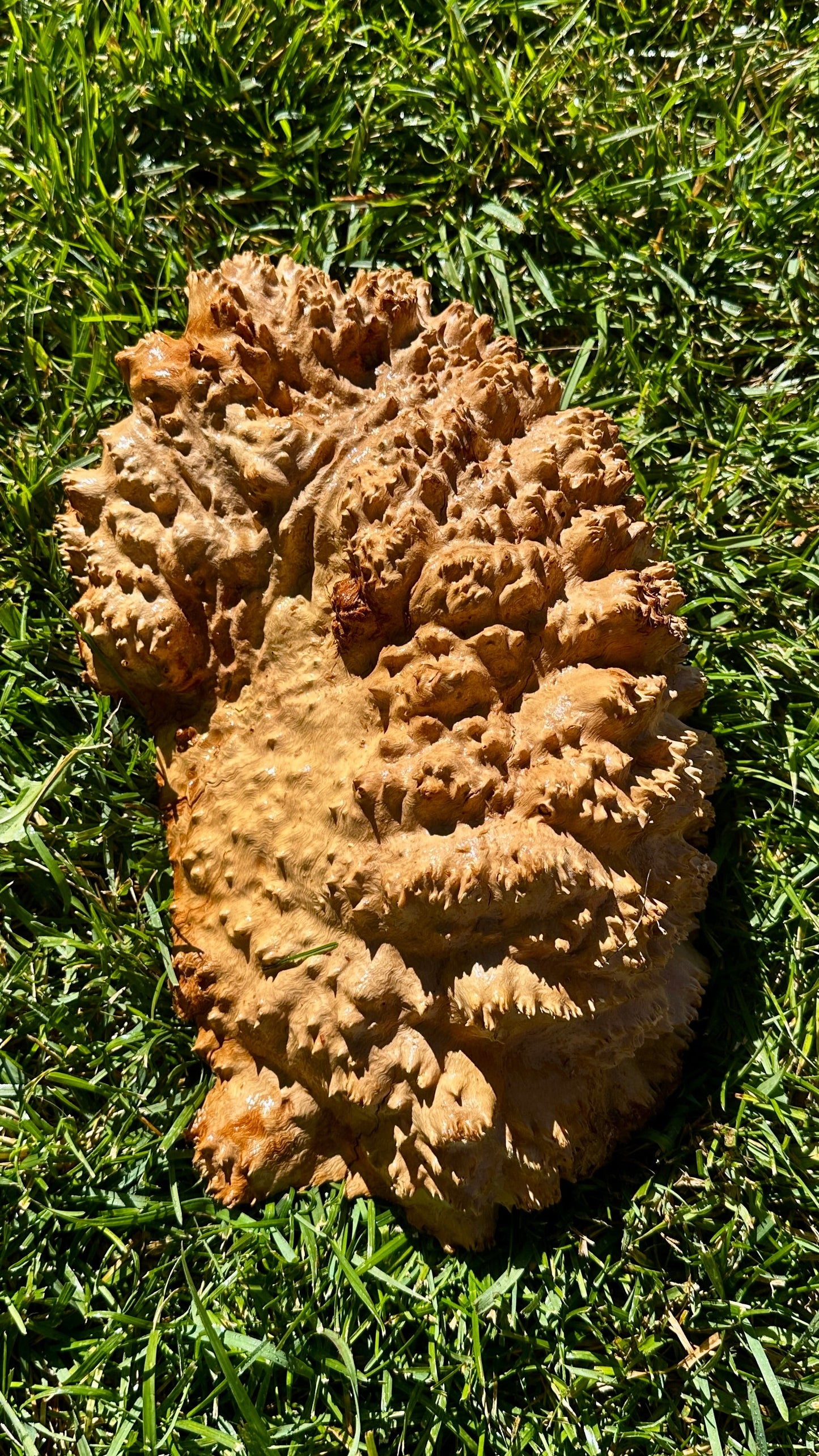 Brown Mallee Burl Cap #3758