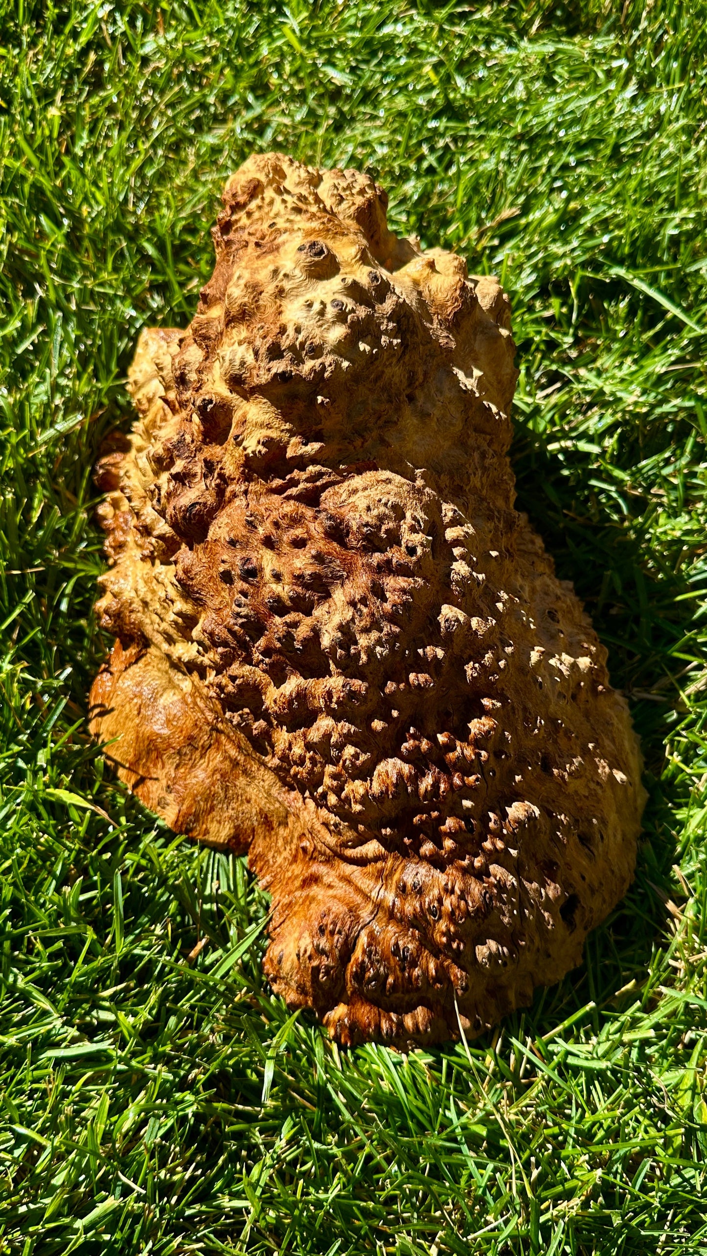 Brown Mallee Burl Cap #3759