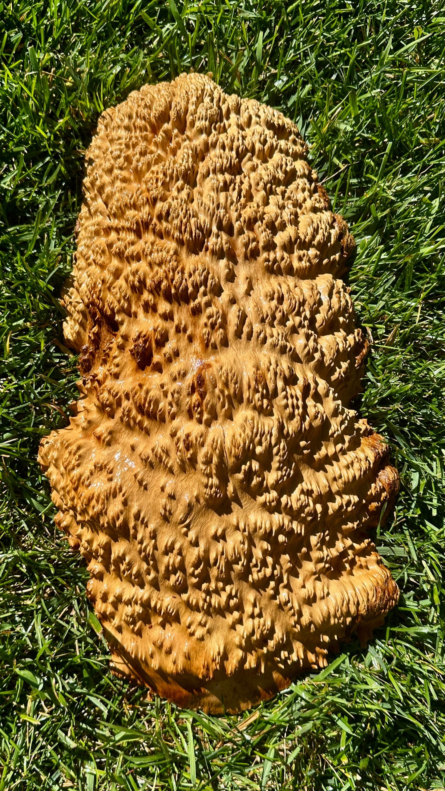 Brown Mallee Burl Cap #3762