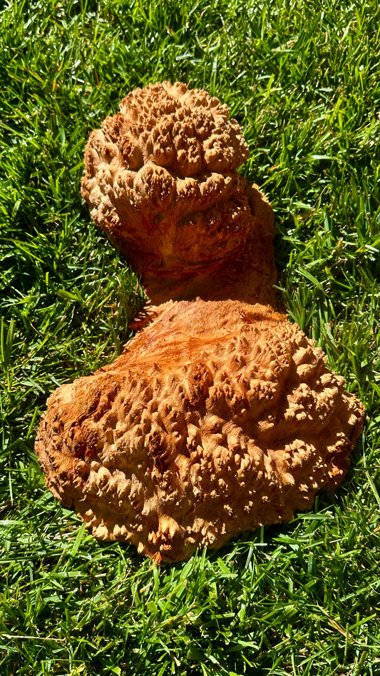 Red Mallee Burl Cap #3765