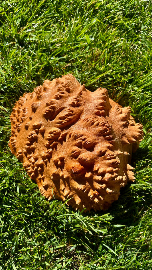 Red Mallee Burl Cap #3766