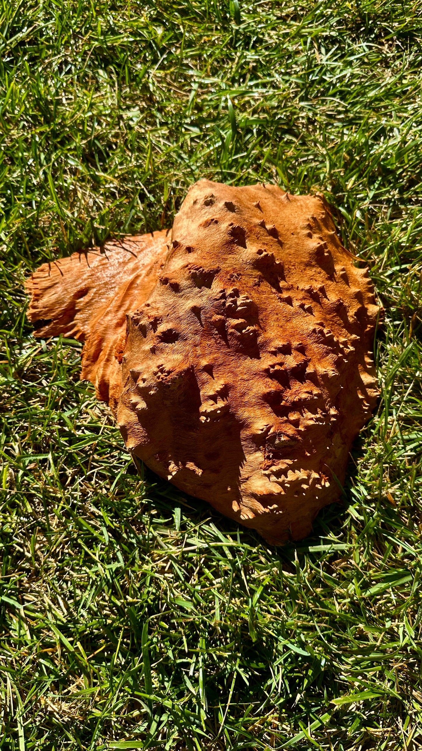 Red Mallee Burl Cap #3767