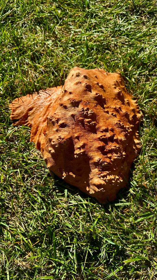 Red Mallee Burl Cap #3767