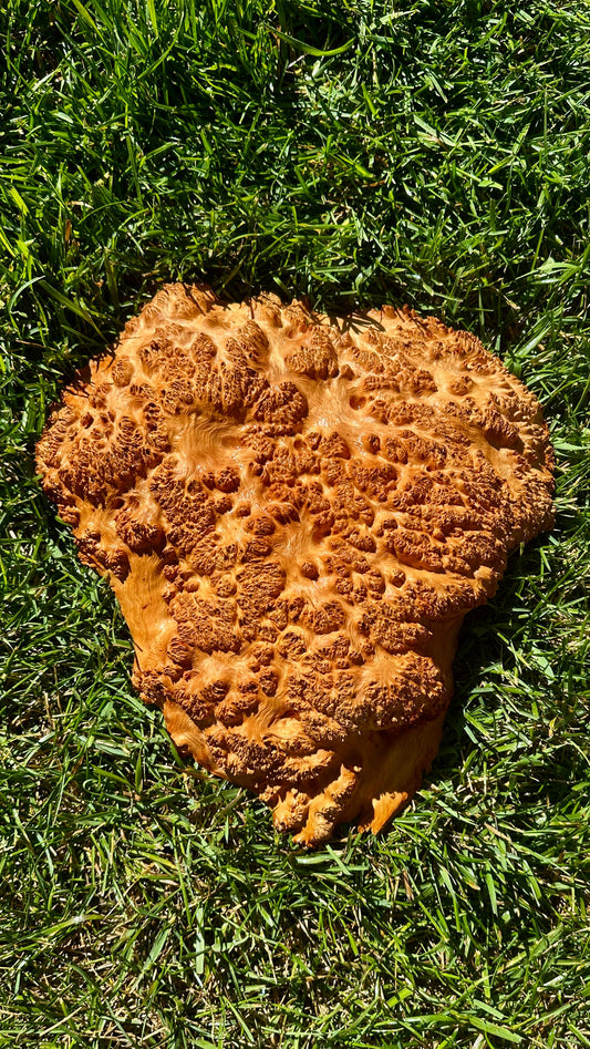 Red Mallee Burl Cap #3769