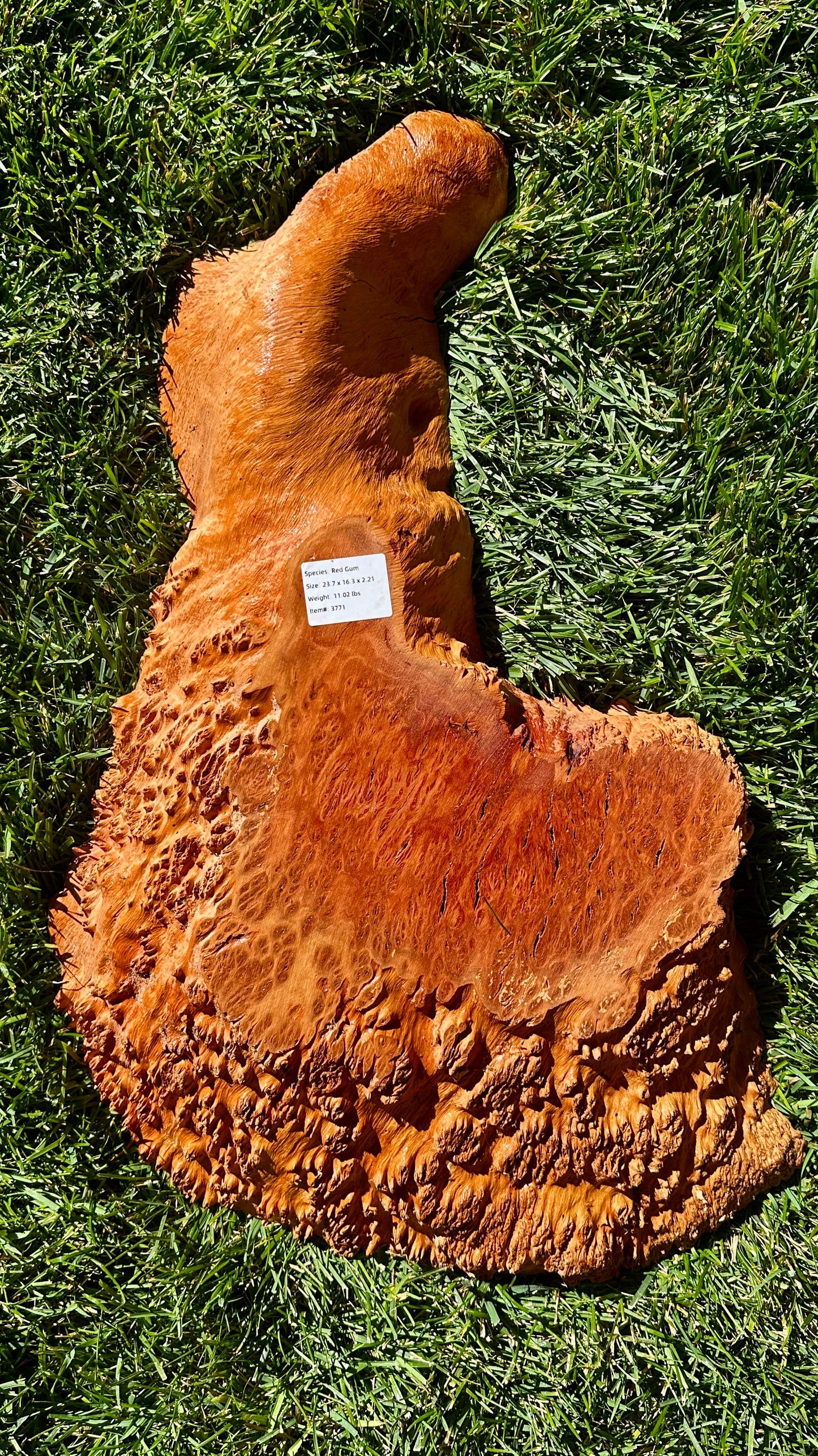 Red Gum Burl Round #3771