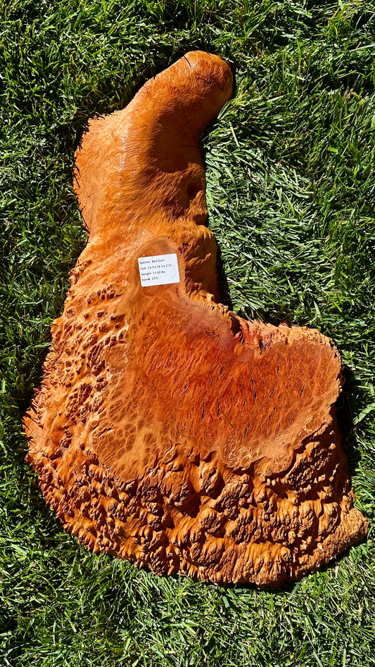 Red Gum Burl Round #3771