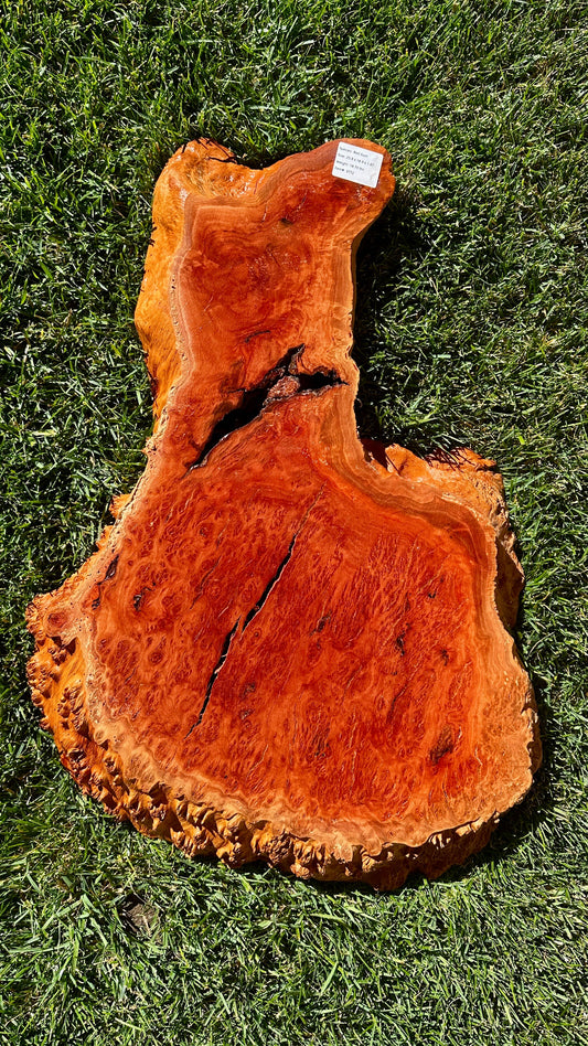 Red Gum Burl Round #3772
