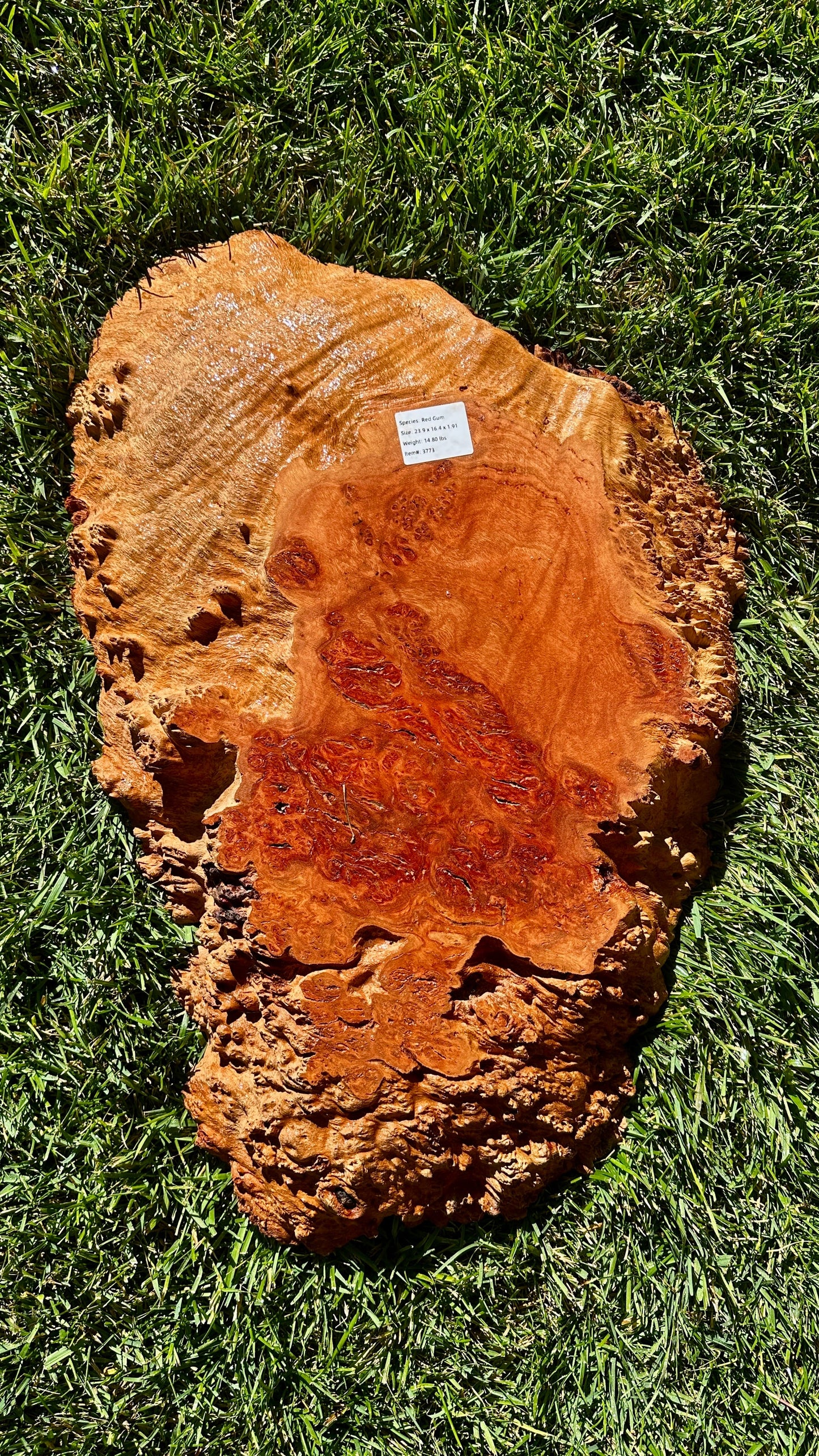 Red Gum Burl Round #3773