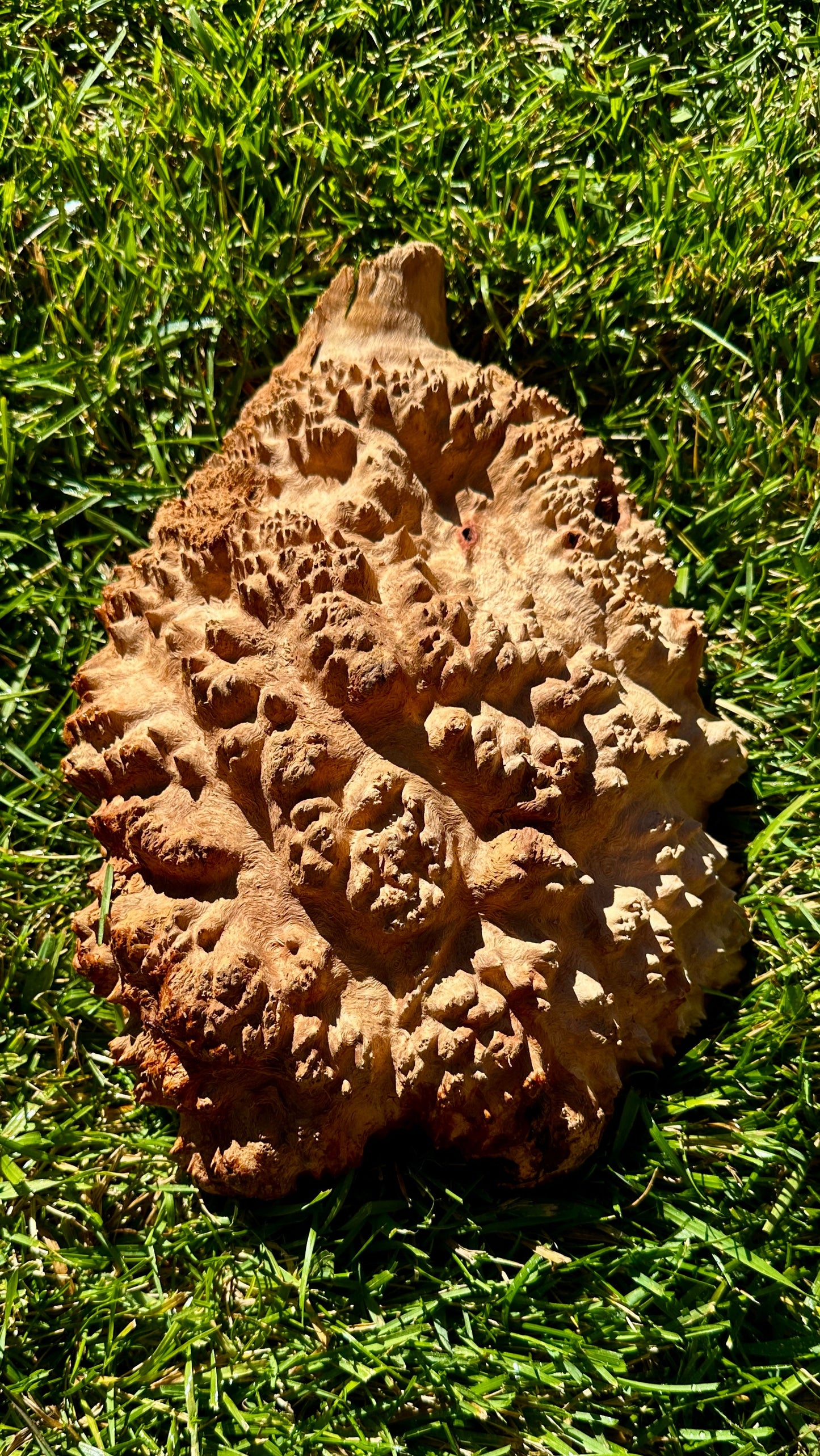 Red Mallee Burl Cap #3774