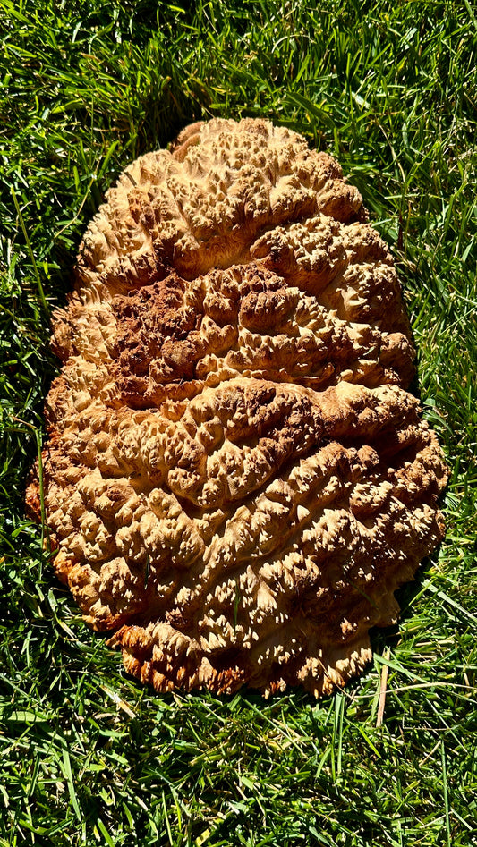 Red Mallee Burl Cap #3776