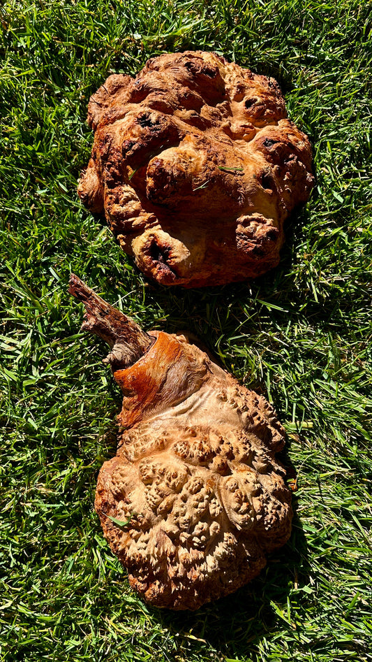 Red Mallee Burl Cap Set #3809