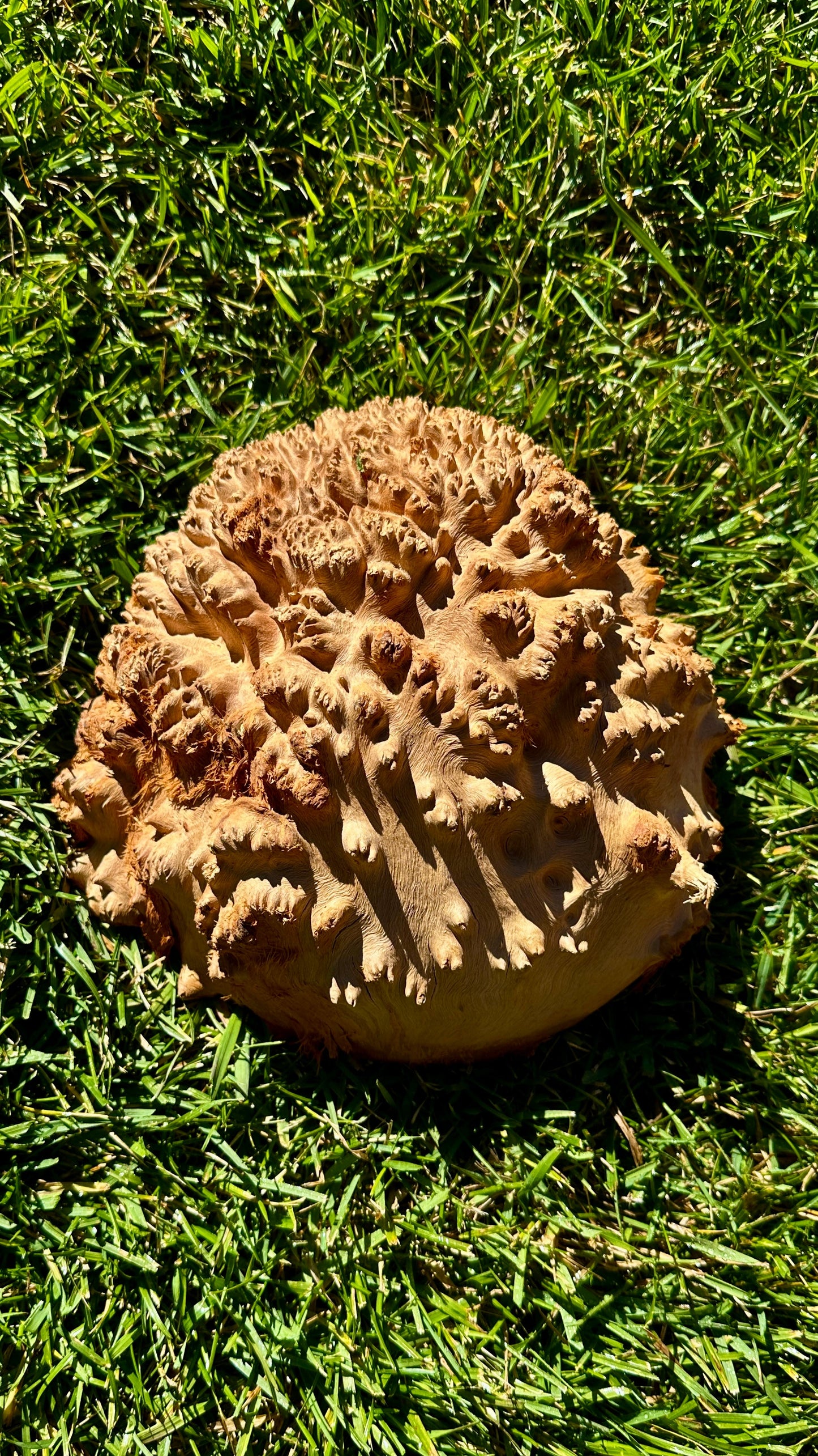 Red Mallee Burl Cap #3779