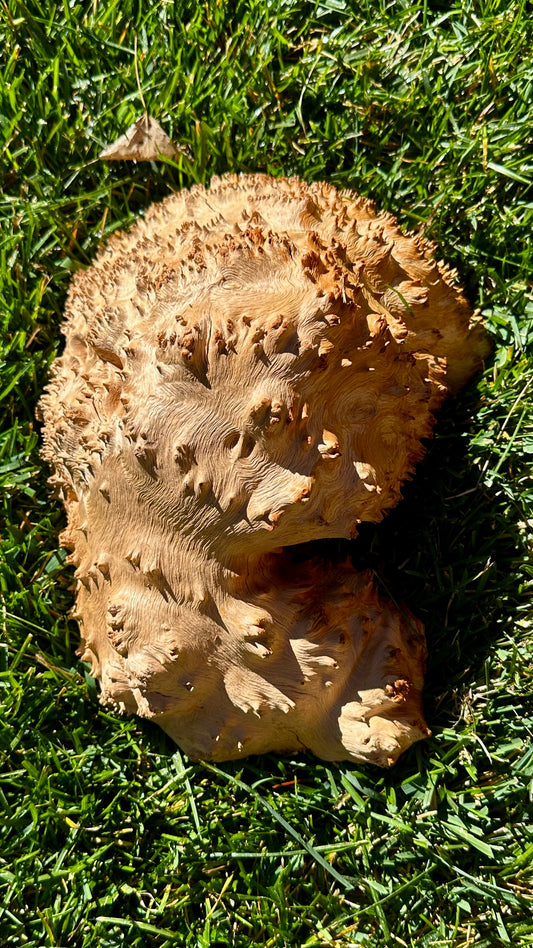 Red Mallee Burl Cap #3781