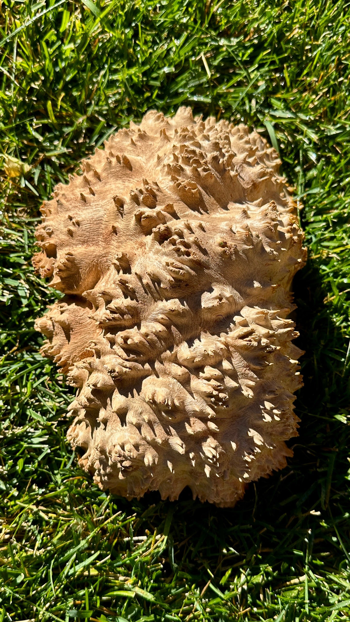 Red Mallee Burl Cap #3782