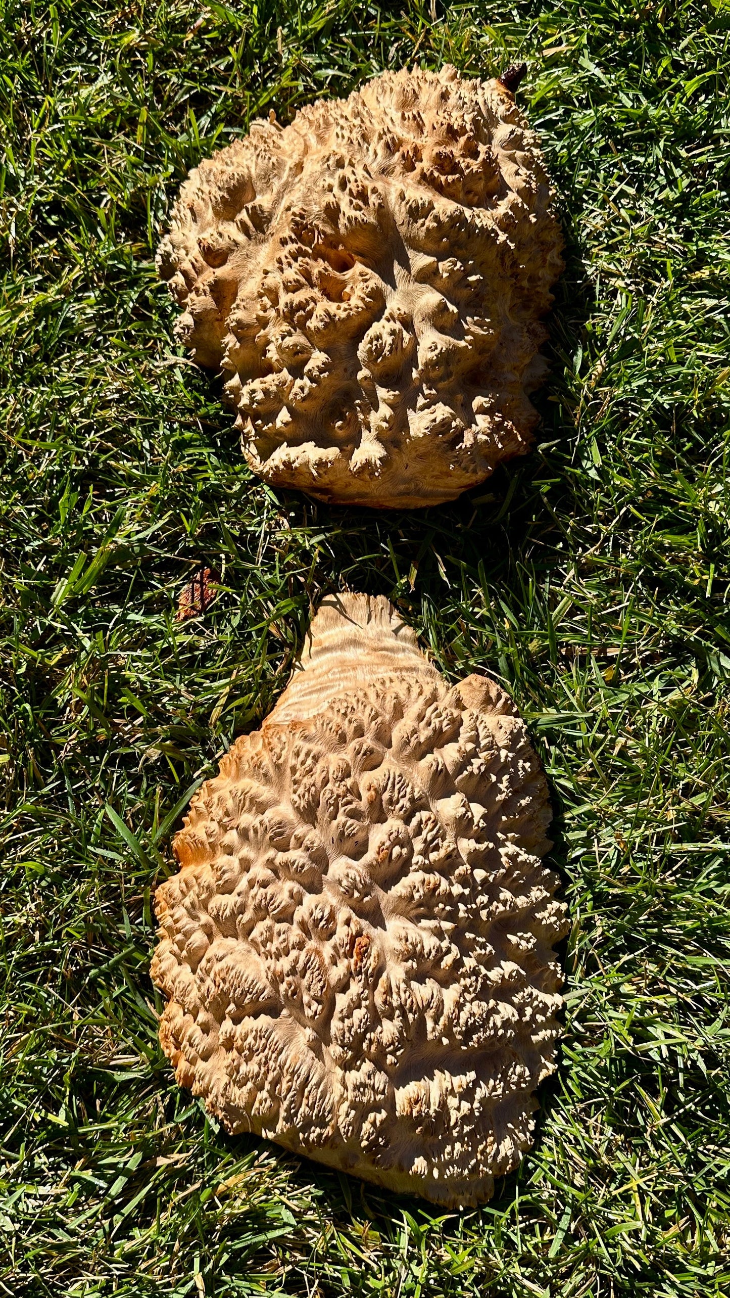 Red Mallee Burl Cap Set #3785