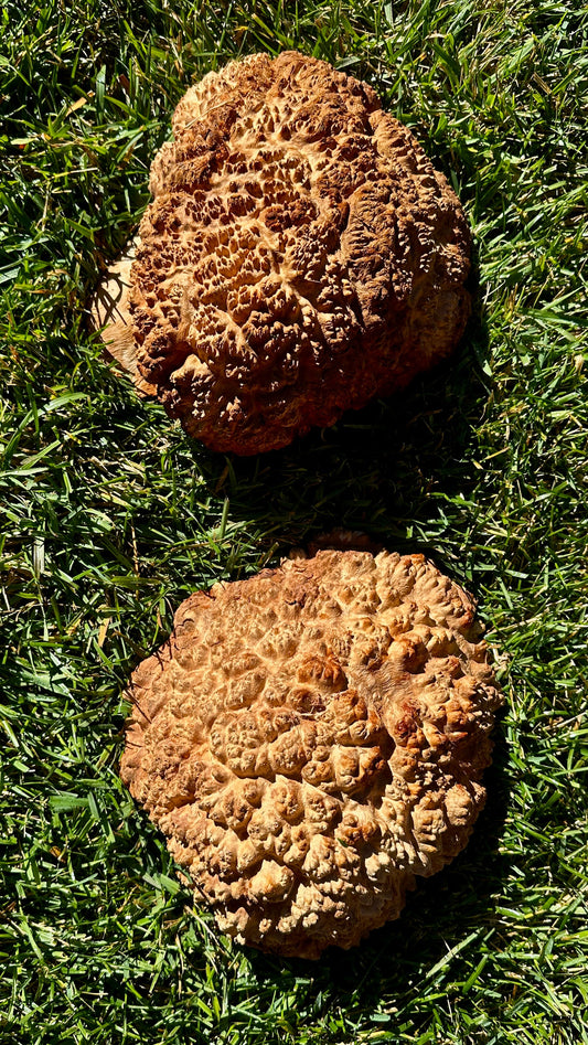 Red Mallee Burl Cap Set #3786