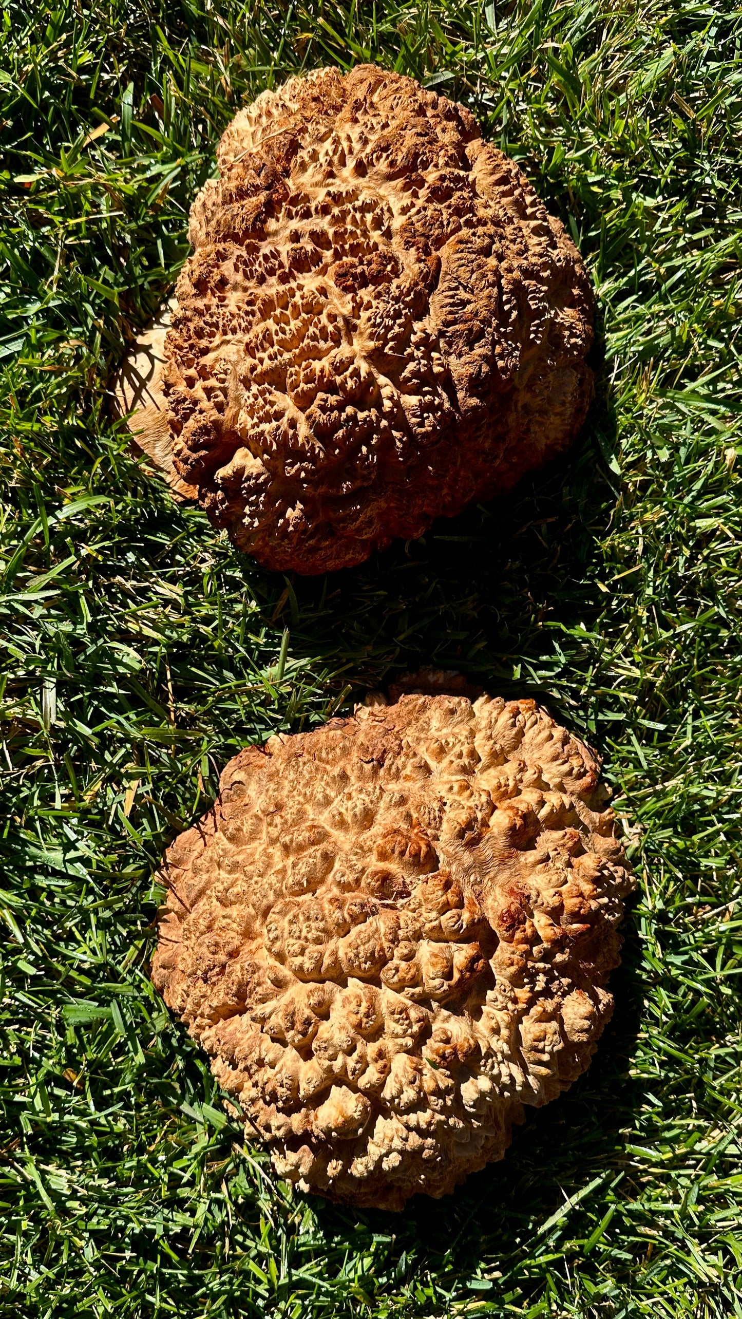 Red Mallee Burl Cap Set #3786