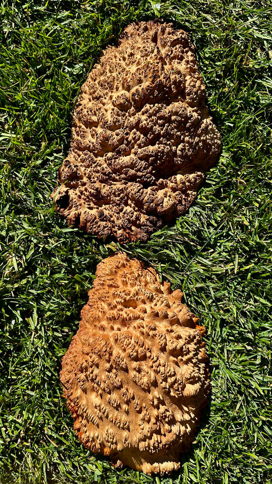 Red Mallee Burl Cap Set #3787