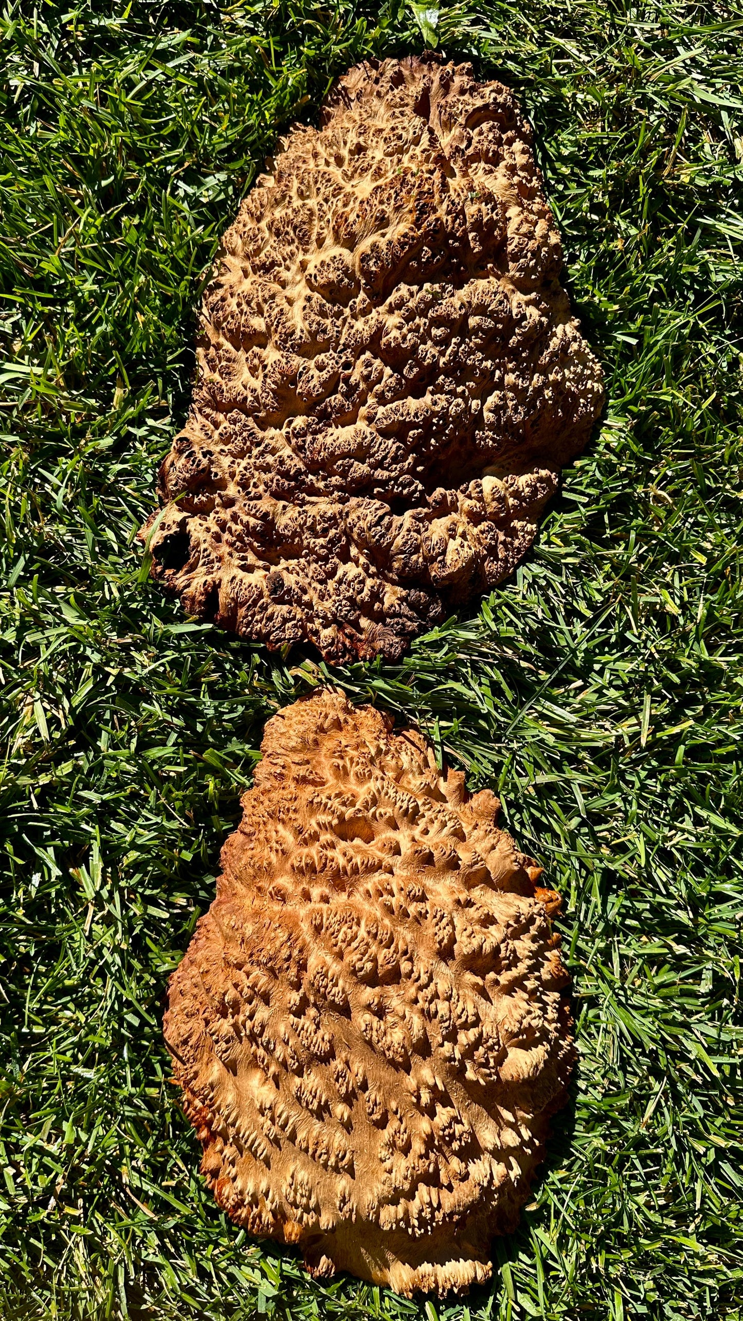 Red Mallee Burl Cap Set #3787