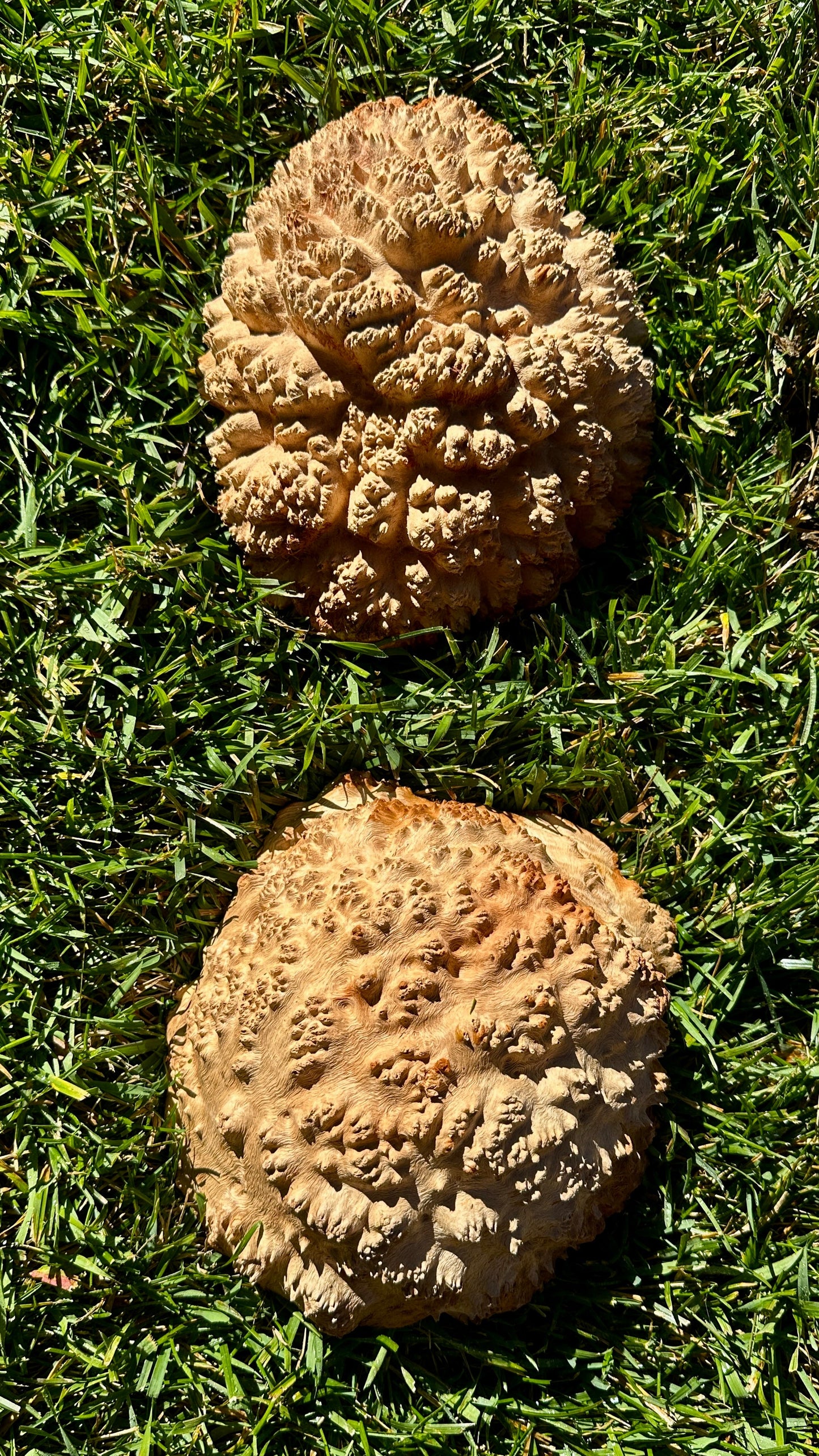 Red Mallee Burl Cap Set #3788