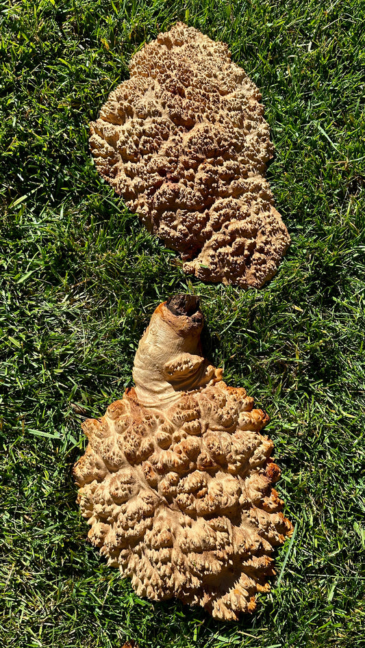 Red Mallee Burl Cap Set #3789