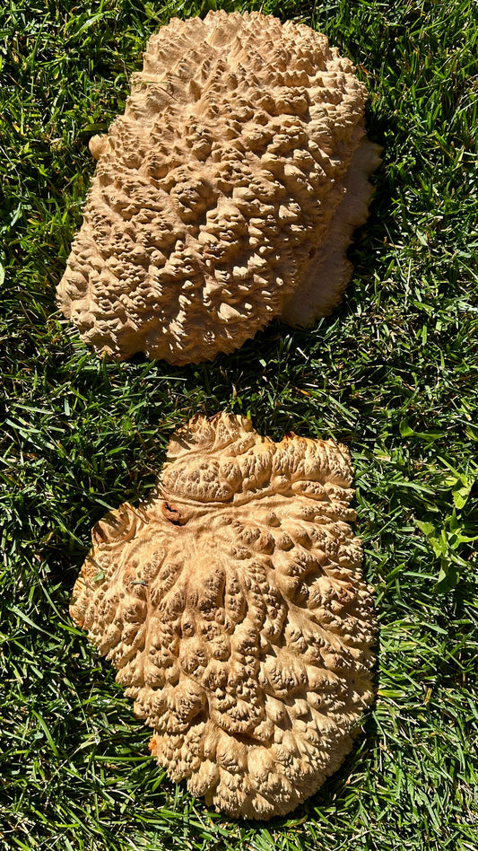 Red Mallee Burl Cap Set #3791