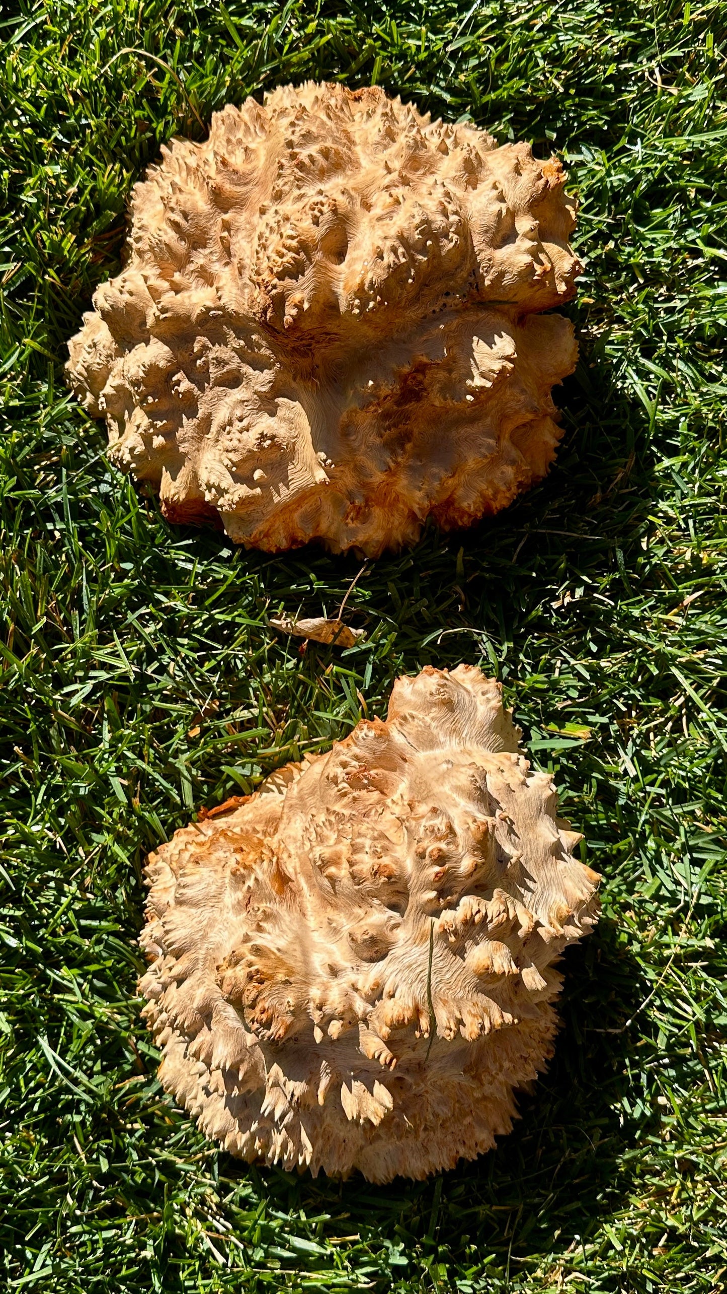 Red Mallee Burl Cap Set #3792